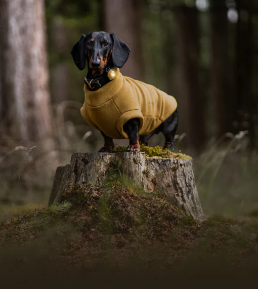 Dog Dual Safety Gold – Bild 3
